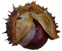 Mature Conker